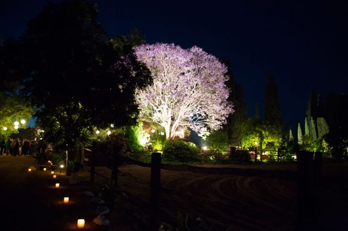 iluminación árbol y camino en boda